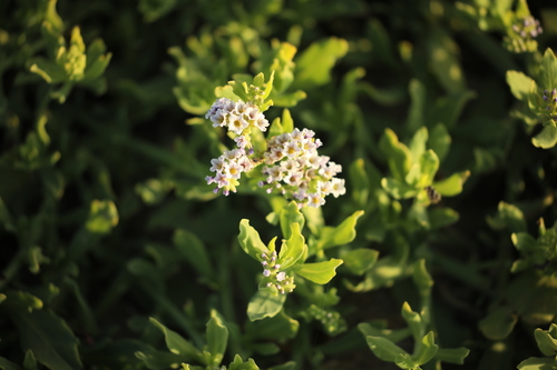 iNaturalist observation photo of alkali heliotrope