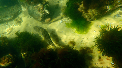 Platycephalus laevigatus