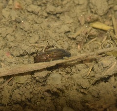 Hydrophiloidea
