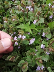 Glechoma hederacea