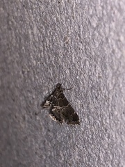 Usingeriessa onyxalis