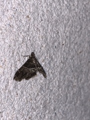 Usingeriessa onyxalis