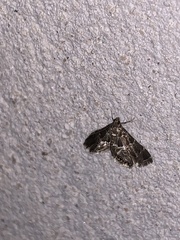 Usingeriessa onyxalis