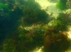 Platycephalus laevigatus