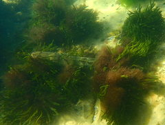 Platycephalus laevigatus