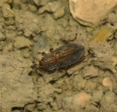 Hydrophiloidea