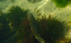 Platycephalus laevigatus