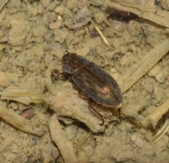 Hydrophiloidea