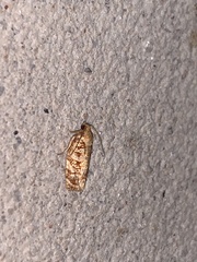 Choristoneura houstonana