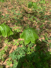 Podophyllum