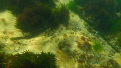 Platycephalus laevigatus