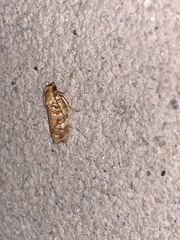 Choristoneura houstonana