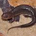 Spotted Dusky Salamander - Photo (c) johnwilliams, some rights reserved (CC BY-NC)