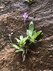 Primula pauciflora zionensis