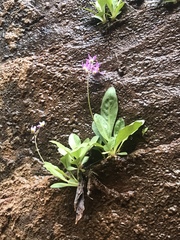 Primula pauciflora zionensis