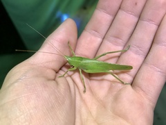 Pyrgocorypha uncinata