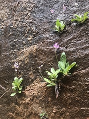 Primula pauciflora zionensis