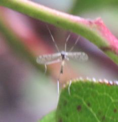 Dicranota