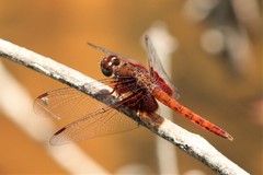 Neurothemis disparilis