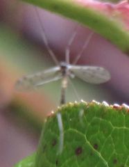 Dicranota