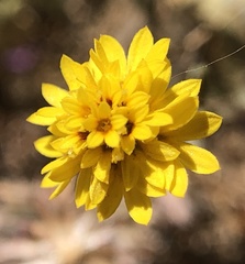 Lessingia tenuis