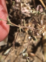 Lessingia tenuis