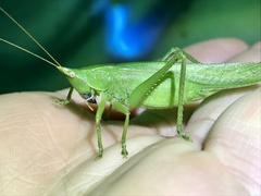 Pyrgocorypha uncinata