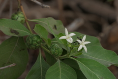 Morinda pubescens