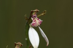 Eriochilus dilatatus multiflorus