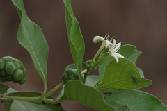 Morinda pubescens