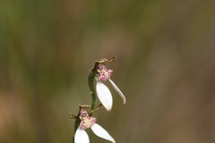 Eriochilus dilatatus multiflorus