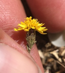 Lessingia tenuis