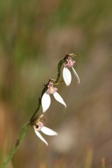 Eriochilus dilatatus multiflorus