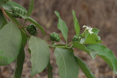 Morinda pubescens