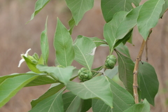 Morinda pubescens