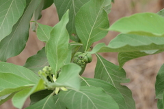 Morinda pubescens