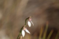 Eriochilus dilatatus multiflorus