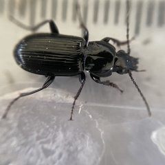 Pterostichus anthracinus