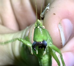 Pyrgocorypha uncinata