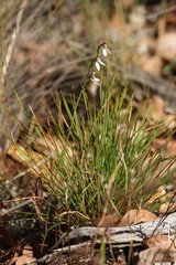 Eriochilus dilatatus multiflorus