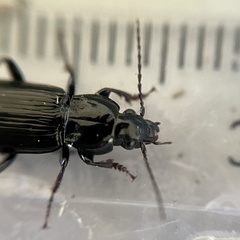 Pterostichus anthracinus