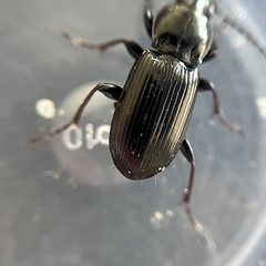 Pterostichus anthracinus