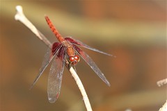 Neurothemis disparilis