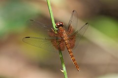 Neurothemis disparilis