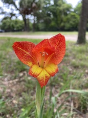 Gladiolus dalenii