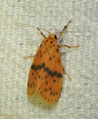 Miltochrista arcuata