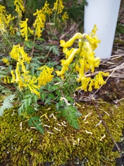 Corydalis pallida tenuis