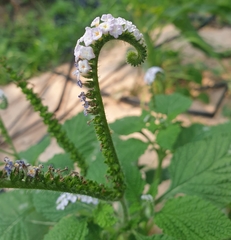 Heliotropium indicum