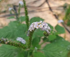 Heliotropium indicum