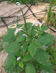 Heliotropium indicum